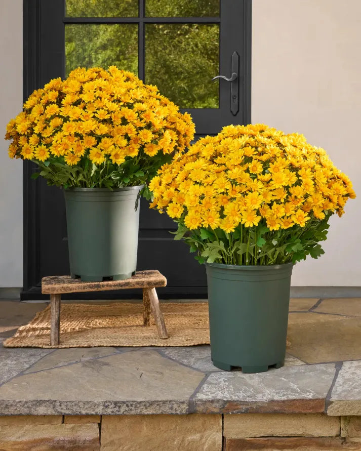 💥Last Day Each - Artificial Outdoor Sunset Mums Flowers - Waterproof, Windproof